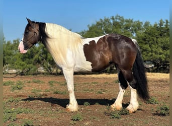 Arbeitspferd, Stute, 9 Jahre, 165 cm, Tobiano-alle-Farben