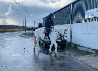 Arbeitspferd, Stute, 9 Jahre, 166 cm, Schimmel