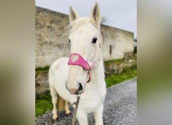 Arbeitspferd, Stute, 9 Jahre, 166 cm, Schimmel