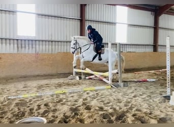 Arbeitspferd, Stute, 9 Jahre, 166 cm, Schimmel