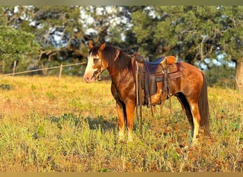 Arbeitspferd Mix, Wallach, 10 Jahre, 142 cm, Roan-Bay