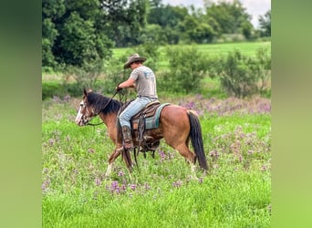 Arbeitspferd Mix, Wallach, 10 Jahre, 142 cm, Roan-Bay