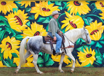 Arbeitspferd, Wallach, 10 Jahre, 150 cm, Schimmel