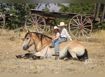 Arbeitspferd Mix, Wallach, 10 Jahre, 155 cm, Buckskin