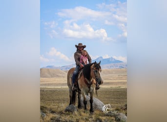 Arbeitspferd Mix, Wallach, 10 Jahre, 155 cm, Buckskin