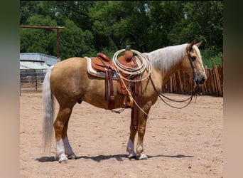 Arbeitspferd, Wallach, 10 Jahre, 155 cm, Palomino