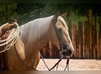 Arbeitspferd, Wallach, 10 Jahre, 155 cm, Palomino