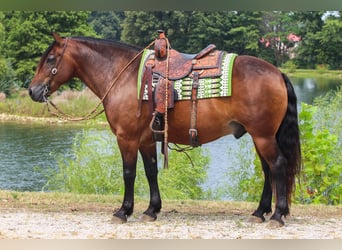 Arbeitspferd Mix, Wallach, 10 Jahre, 155 cm, Rotbrauner