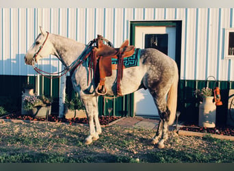 Arbeitspferd, Wallach, 10 Jahre, 160 cm, Apfelschimmel