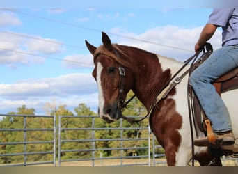 Arbeitspferd, Wallach, 10 Jahre, 163 cm, Dunkelfuchs