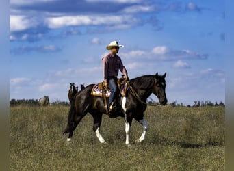 Arbeitspferd Mix, Wallach, 10 Jahre, 163 cm, Rappe