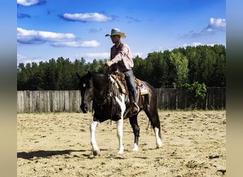 Arbeitspferd Mix, Wallach, 10 Jahre, 163 cm, Rappe