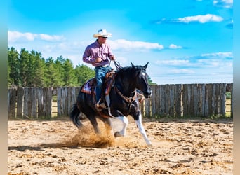 Arbeitspferd Mix, Wallach, 10 Jahre, 163 cm, Rappe