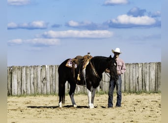 Arbeitspferd Mix, Wallach, 10 Jahre, 163 cm, Rappe