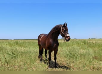 Arbeitspferd, Wallach, 10 Jahre, 163 cm, Rotbrauner