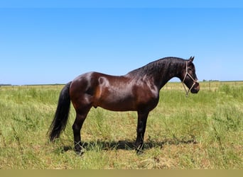 Arbeitspferd, Wallach, 10 Jahre, 163 cm, Rotbrauner