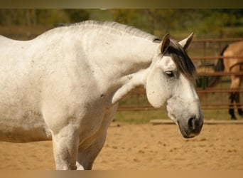 Arbeitspferd Mix, Wallach, 10 Jahre, 163 cm, Schimmel