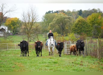 Arbeitspferd Mix, Wallach, 10 Jahre, 163 cm, Schimmel