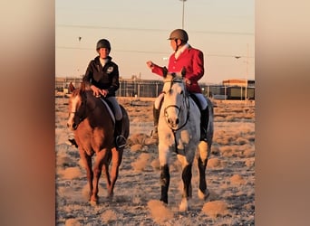 Arbeitspferd Mix, Wallach, 10 Jahre, 173 cm, Apfelschimmel