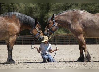 Arbeitspferd, Wallach, 10 Jahre, 173 cm, Roan-Bay