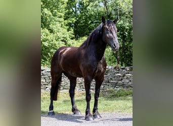 Arbeitspferd, Wallach, 10 Jahre, 183 cm, Rappe