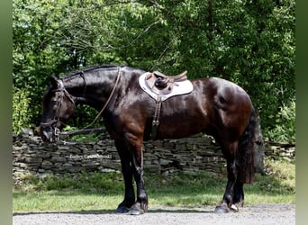 Arbeitspferd, Wallach, 10 Jahre, 183 cm, Rappe