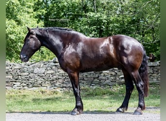 Arbeitspferd, Wallach, 10 Jahre, 183 cm, Rappe