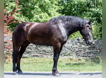 Arbeitspferd, Wallach, 10 Jahre, 183 cm, Rappe