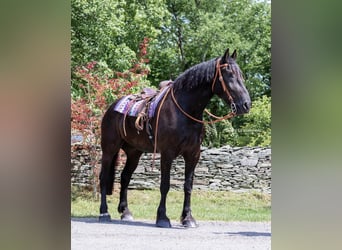 Arbeitspferd, Wallach, 10 Jahre, 183 cm, Rappe