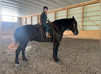 Arbeitspferd, Wallach, 10 Jahre, 183 cm, Rappe