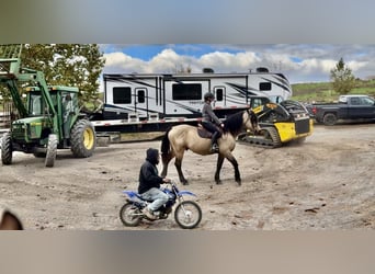 Arbeitspferd, Wallach, 10 Jahre, Buckskin
