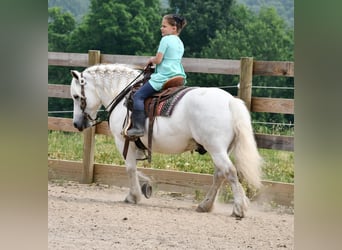 Arbeitspferd, Wallach, 10 Jahre, White