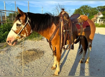 Arbeitspferd, Wallach, 11 Jahre, 147 cm, Roan-Bay