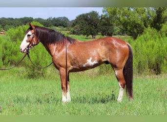 Arbeitspferd, Wallach, 11 Jahre, 147 cm, Roan-Bay