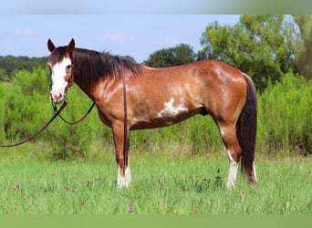 Arbeitspferd, Wallach, 11 Jahre, 147 cm, Roan-Bay