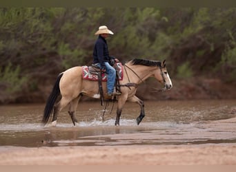 Arbeitspferd Mix, Wallach, 11 Jahre, 152 cm, Buckskin