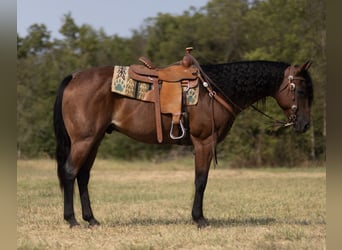 Arbeitspferd, Wallach, 11 Jahre, 152 cm, Roan-Bay