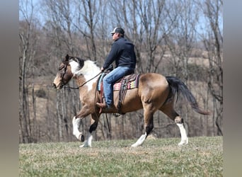 Arbeitspferd, Wallach, 11 Jahre, 155 cm, Buckskin