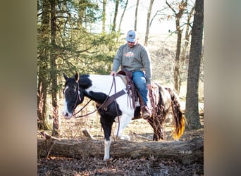 Arbeitspferd, Wallach, 11 Jahre, 157 cm, Tobiano-alle-Farben