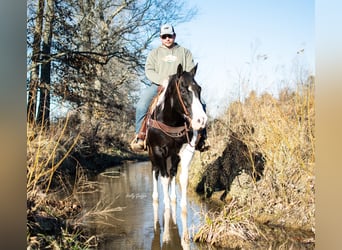 Arbeitspferd, Wallach, 11 Jahre, 157 cm, Tobiano-alle-Farben