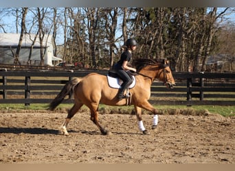 Arbeitspferd, Wallach, 11 Jahre, 160 cm, Falbe