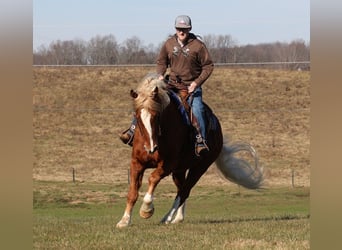 Arbeitspferd, Wallach, 11 Jahre, 160 cm, Rotfuchs