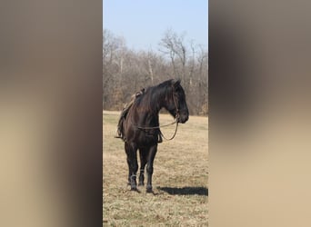 Arbeitspferd, Wallach, 11 Jahre, 163 cm, Rappe