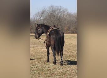 Arbeitspferd, Wallach, 11 Jahre, 163 cm, Rappe