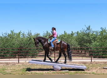 Arbeitspferd, Wallach, 11 Jahre, 163 cm, Rotbrauner