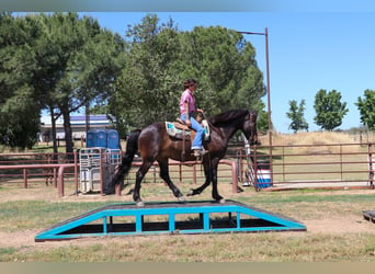 Arbeitspferd, Wallach, 11 Jahre, 163 cm, Rotbrauner