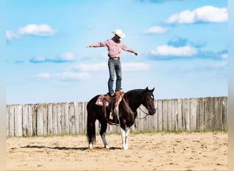 Arbeitspferd, Wallach, 11 Jahre, 163 cm, Tobiano-alle-Farben