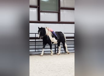 Arbeitspferd Mix, Wallach, 11 Jahre, 170 cm, Tobiano-alle-Farben