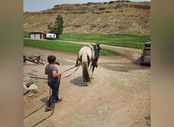 Arbeitspferd Mix, Wallach, 11 Jahre, 170 cm, Tobiano-alle-Farben