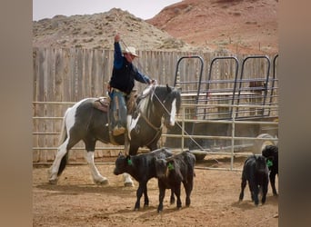 Arbeitspferd Mix, Wallach, 11 Jahre, 170 cm, Tobiano-alle-Farben